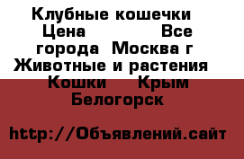 Клубные кошечки › Цена ­ 10 000 - Все города, Москва г. Животные и растения » Кошки   . Крым,Белогорск